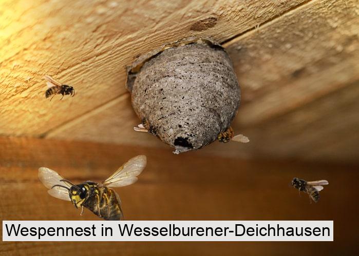 Wespennest in Wesselburener-Deichhausen